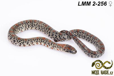 hadi na prodej, mládě, český chov hadů, odchov hadů, mojihadi.cz, lampropeltis mexicana mexicana, Mexican Kingsnake, korálovka mexická, granite germane linie, Nucha stripe, granite chadima line